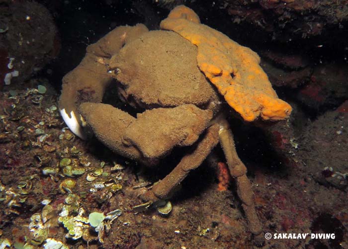 Night dive in Nosy Be